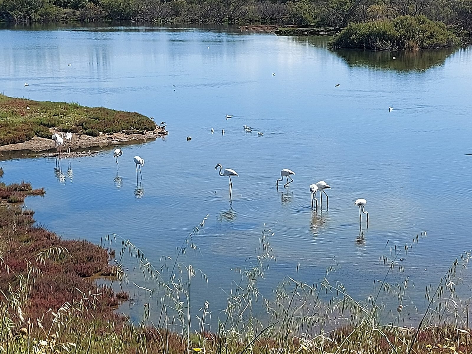 Desembocadura del Guadalhorce, Guadalmar, Málaga