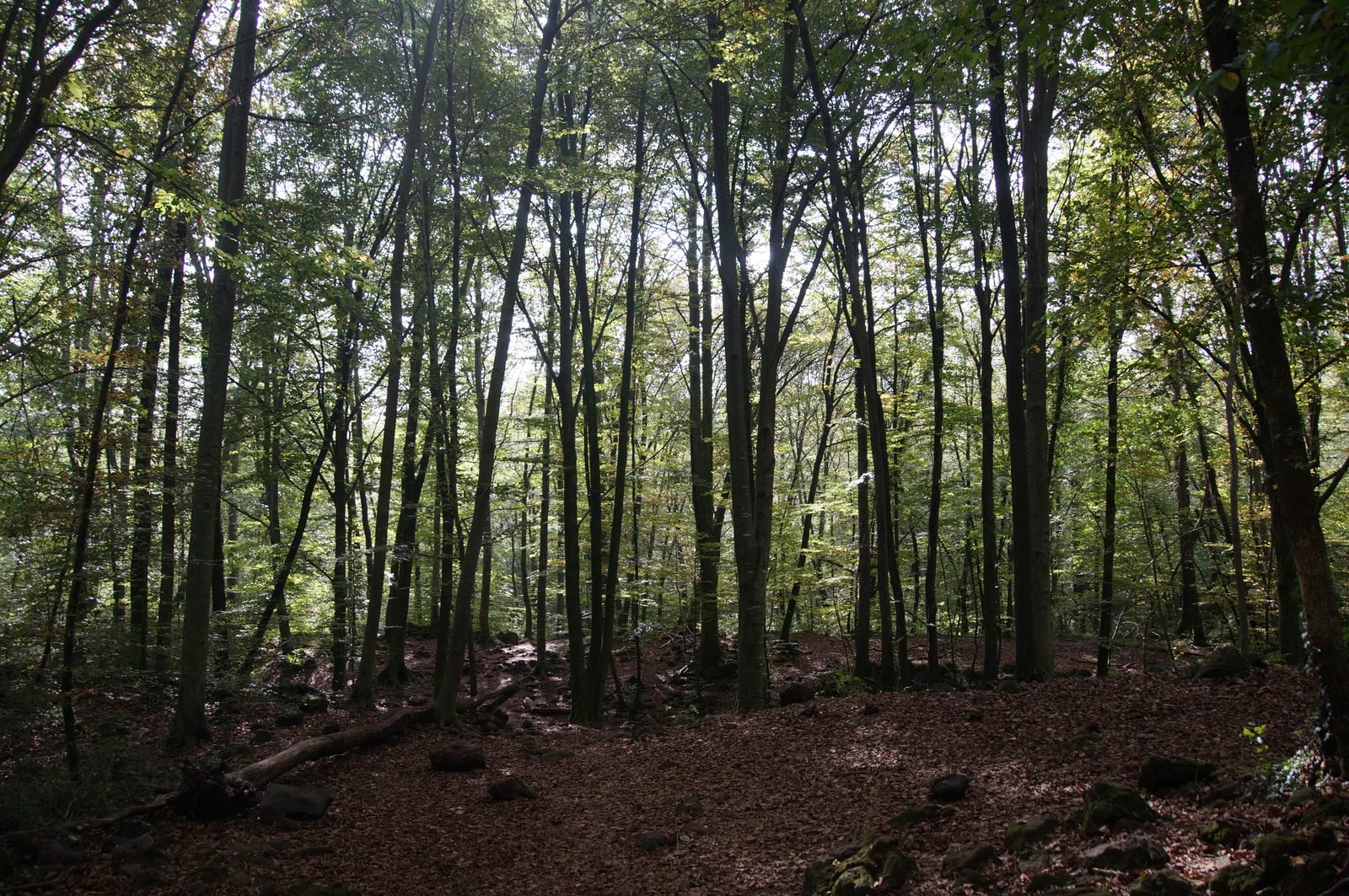 Volcanes de la Garrotxa y Fageda d'en Jordà, Santa Pau y Olot, Girona